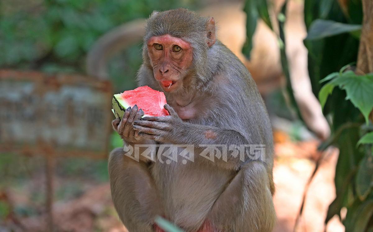 গেন্ডারিয়া